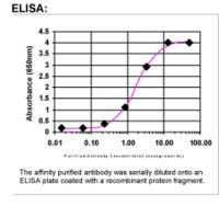 Chromogranin A Antibody in ELISA (ELISA)