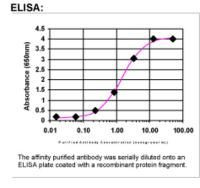 MSMB Antibody in ELISA (ELISA)