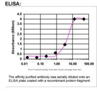 STX11 Antibody in ELISA (ELISA)