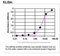 TRAIL-R1 Antibody in ELISA (ELISA)