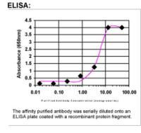 BYSL Antibody in ELISA (ELISA)