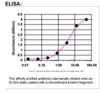 RAB9A Antibody in ELISA (ELISA)
