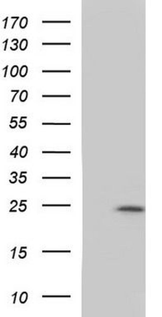 Bax Antibody in Western Blot (WB)