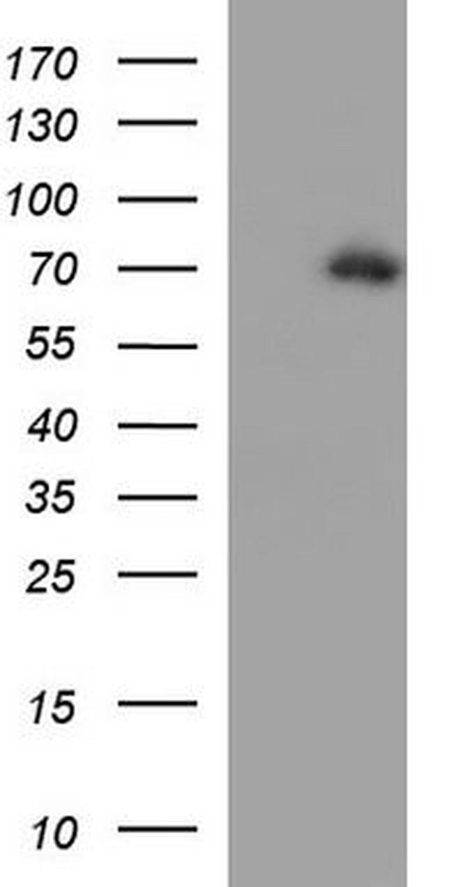 Yes1 Antibody in Western Blot (WB)