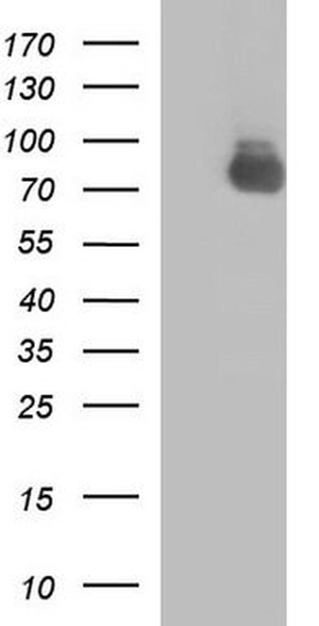 MFI2 Antibody in Western Blot (WB)