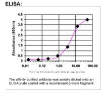 IL17RA Antibody in ELISA (ELISA)