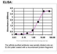 NAV3 Antibody in ELISA (ELISA)