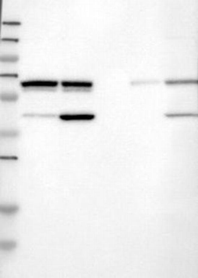 WDR1 Antibody in Western Blot (WB)