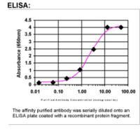 XRCC4 Antibody in ELISA (ELISA)