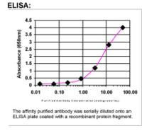 REG4 Antibody in ELISA (ELISA)