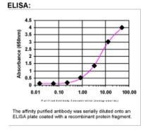 WDFY3 Antibody in ELISA (ELISA)