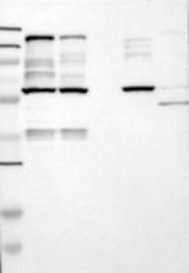 Liprin alpha 1 Antibody in Western Blot (WB)