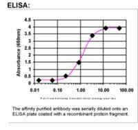 SIPA1 Antibody in ELISA (ELISA)