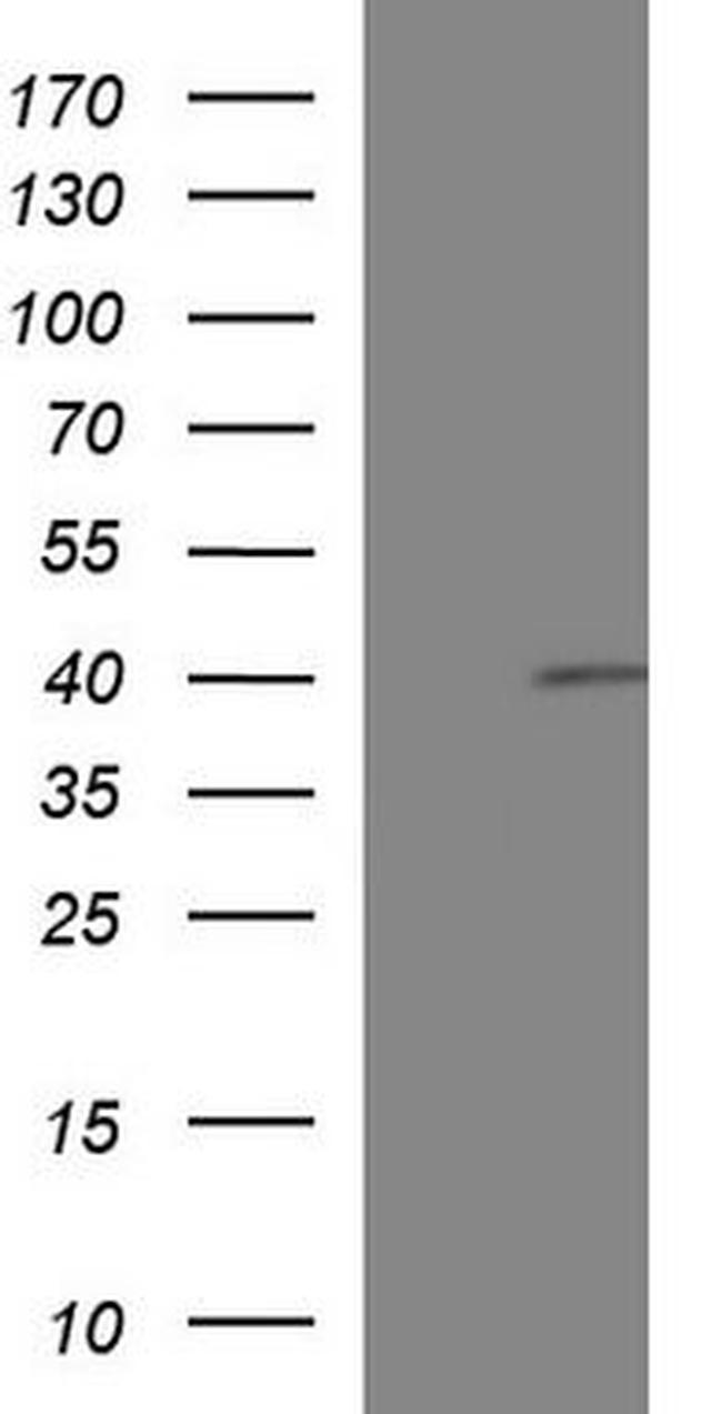 Fas Antibody in Western Blot (WB)