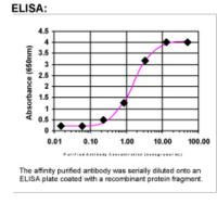 PALM2 Antibody in ELISA (ELISA)