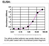 MARVELD2 Antibody in ELISA (ELISA)