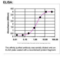 Kallikrein 7 Antibody in ELISA (ELISA)