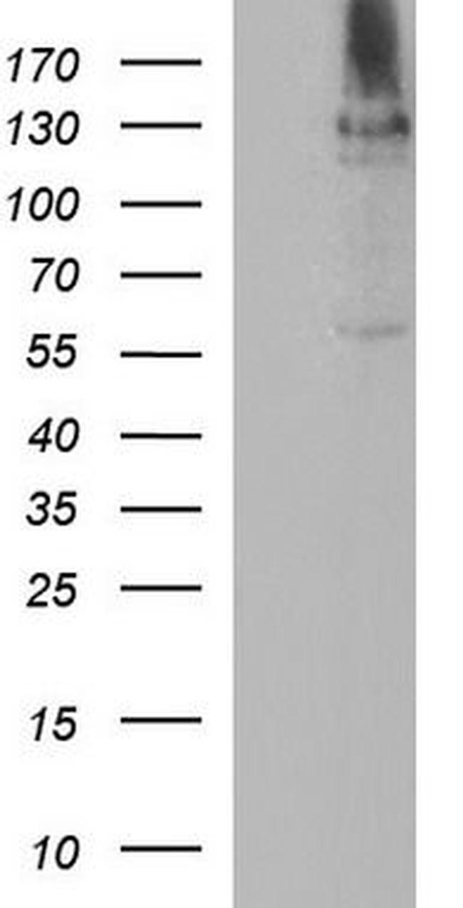 AMBRA1 Antibody in Western Blot (WB)