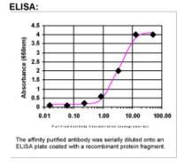 NUDT5 Antibody in ELISA (ELISA)