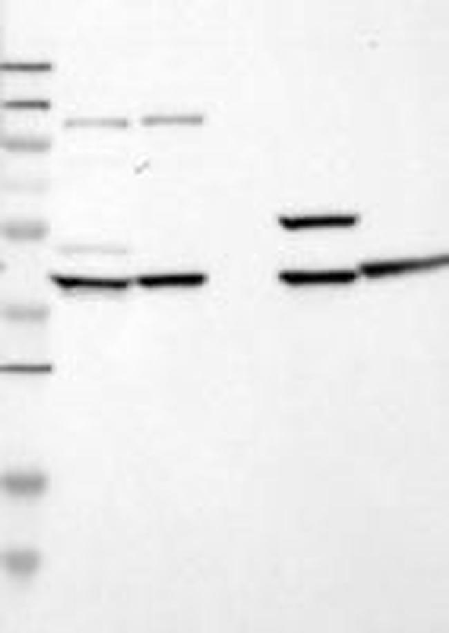 SPFH2 Antibody in Western Blot (WB)