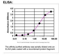 Nestin Antibody in ELISA (ELISA)