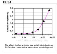 Transcription factor E3 Antibody in ELISA (ELISA)