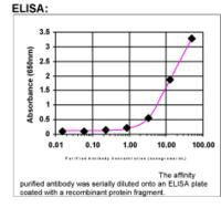 APPBP2 Antibody in ELISA (ELISA)