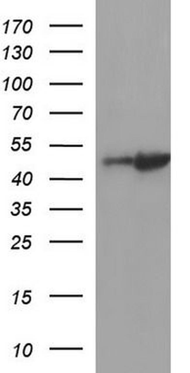 LIM1 Antibody in Western Blot (WB)