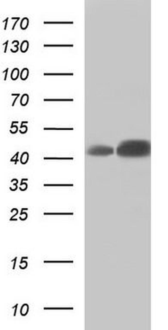 DEK Antibody in Western Blot (WB)