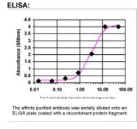 UVRAG Antibody in ELISA (ELISA)