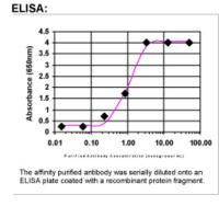 Syndecan 1 Antibody in ELISA (ELISA)