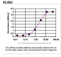Osteoprotegerin Antibody in ELISA (ELISA)