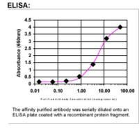 FMN1 Antibody in ELISA (ELISA)