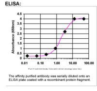 Beta 2 Adaptin Antibody in ELISA (ELISA)