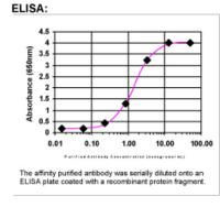 IL1 alpha Antibody in ELISA (ELISA)