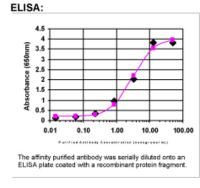 PCTAIRE1 Antibody in ELISA (ELISA)