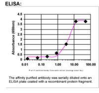 CDNF Antibody in ELISA (ELISA)