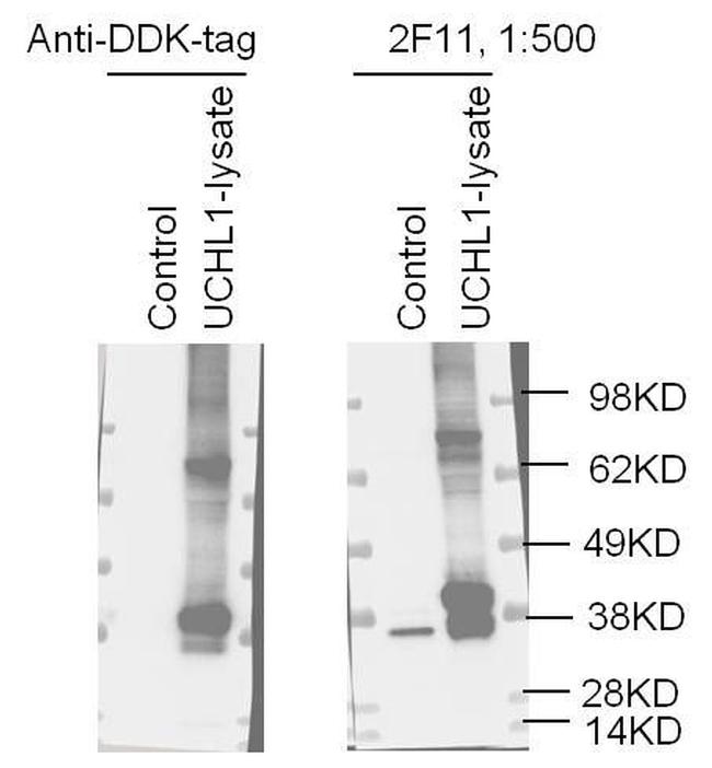 UCHL1 Antibody in Western Blot (WB)