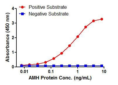 AMH Antibody in ELISA (ELISA)