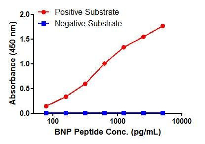 BNP Antibody in ELISA (ELISA)