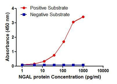 NGAL Antibody in ELISA (ELISA)