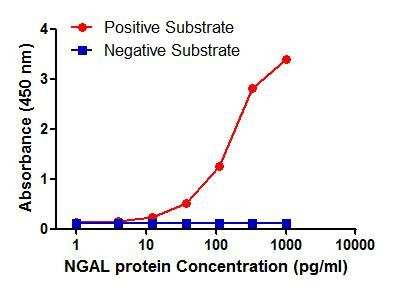 NGAL Antibody in ELISA (ELISA)