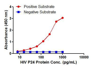 HIV p24 Antibody in ELISA (ELISA)