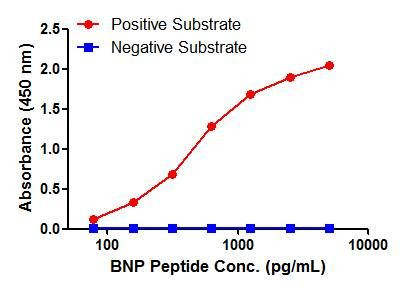 BNP Antibody in ELISA (ELISA)