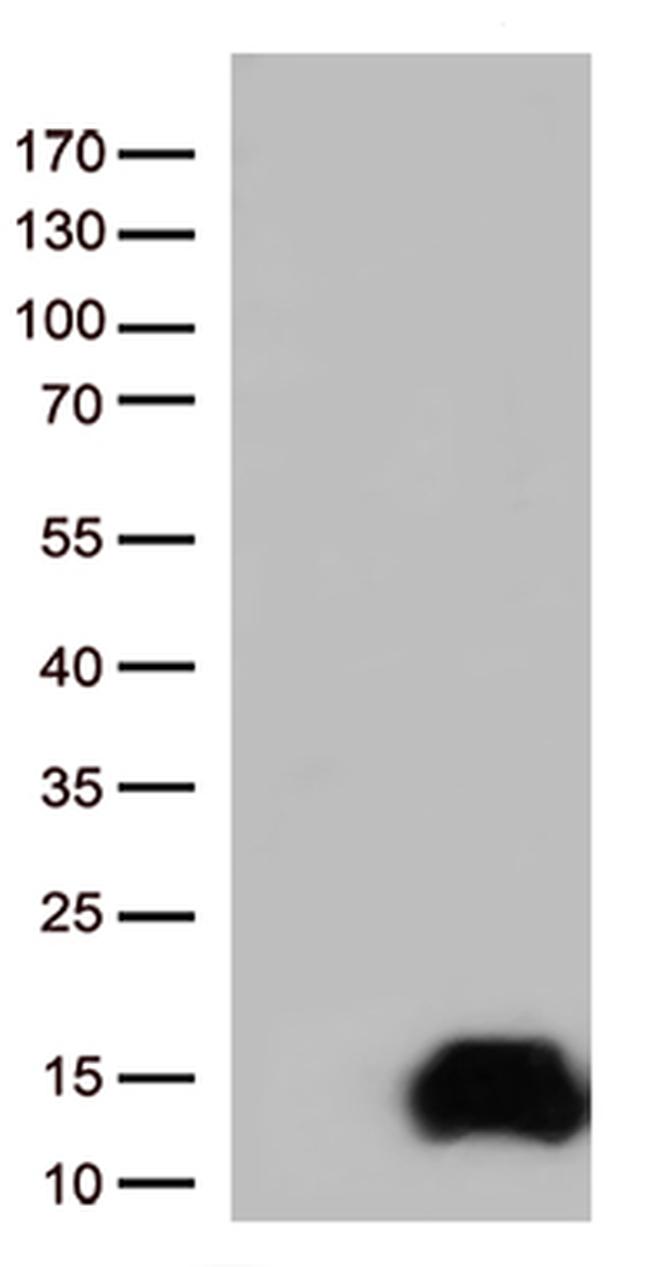 COX17 Antibody in Western Blot (WB)