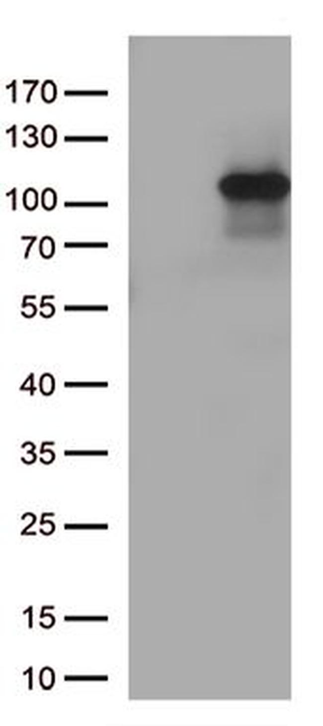 TUBGCP3 Antibody in Western Blot (WB)