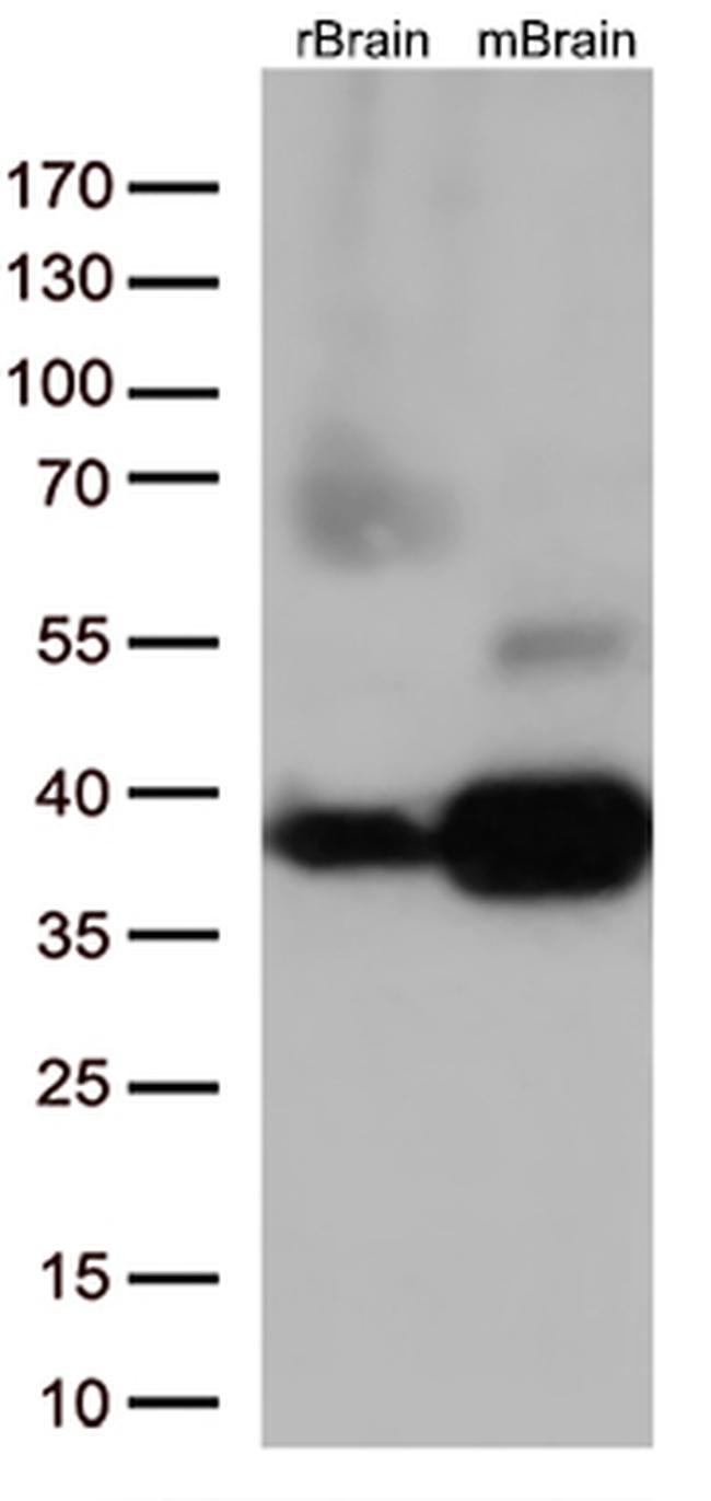 Syntaxin 1a (STX1A) Antibody in Western Blot (WB)