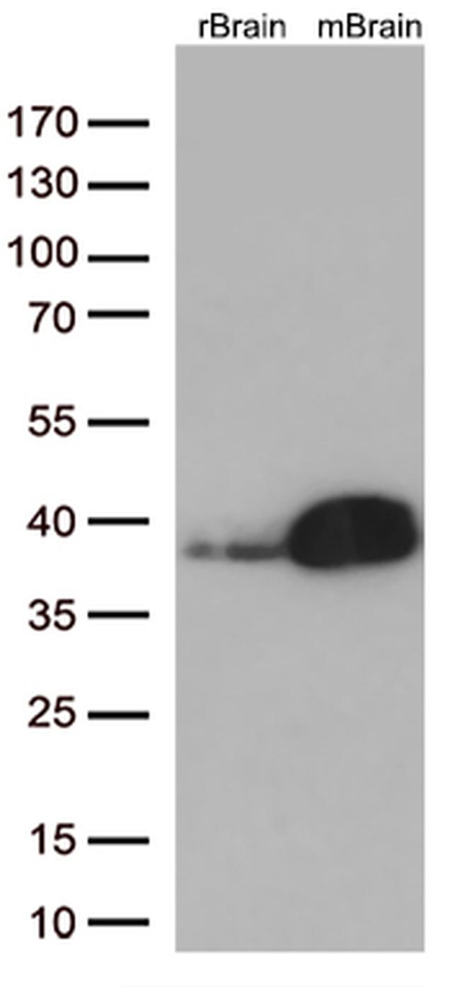 Syntaxin 1a (STX1A) Antibody in Western Blot (WB)