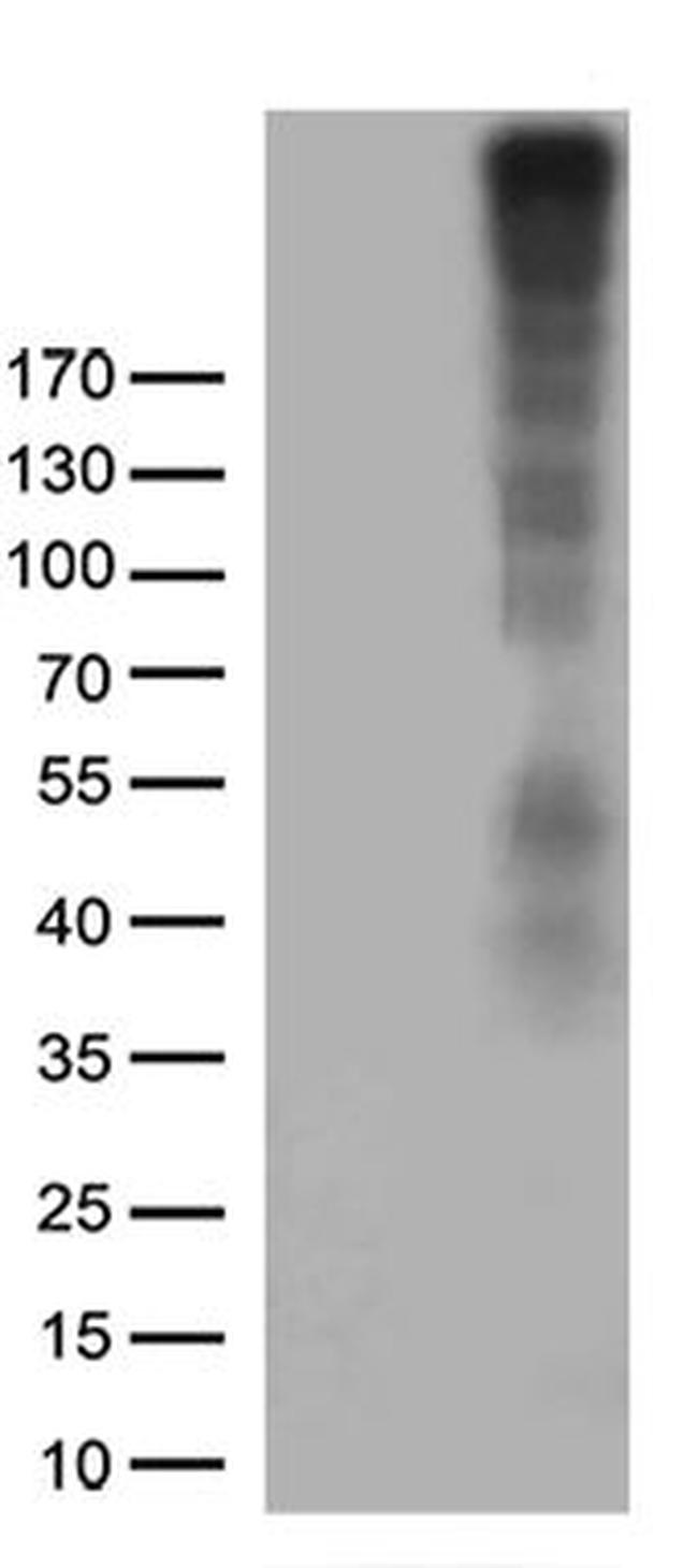 CSPG4 Antibody in Western Blot (WB)