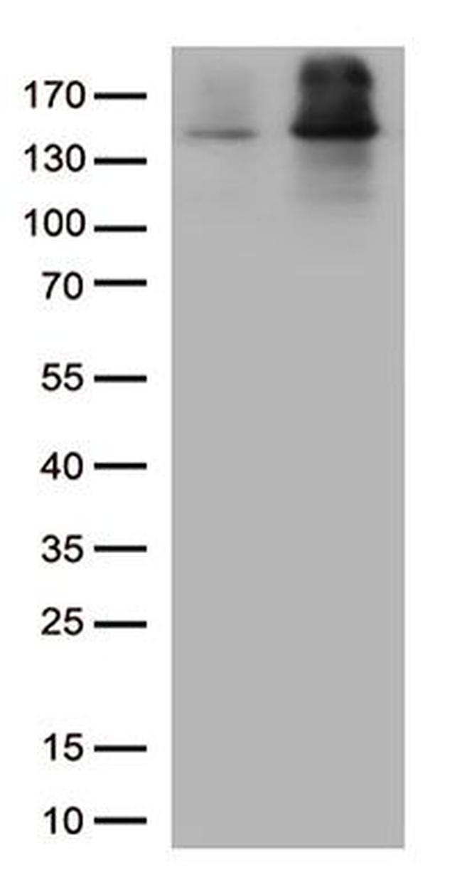 EEA1 Antibody in Western Blot (WB)